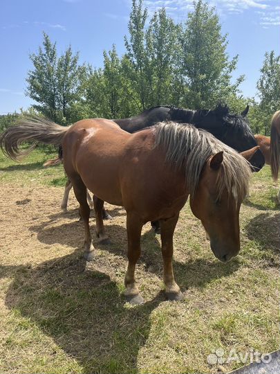 Жеребец полутяж