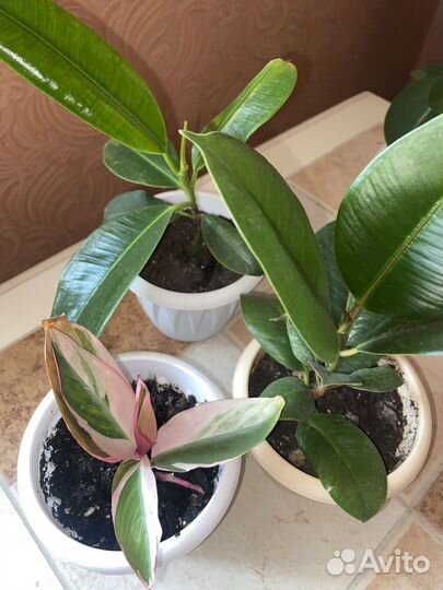 Фикус Строманта отводка укорененная