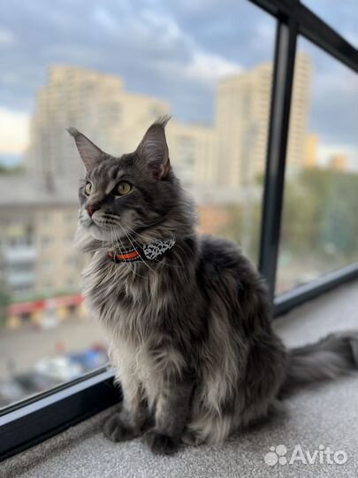 Трекер для кошки