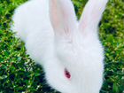 Кролик кролики объявление продам