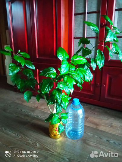 Комнатные растения цветы