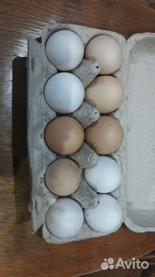 Домашние куриные яйца