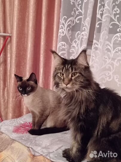 Котоняня передержка на вашей территории