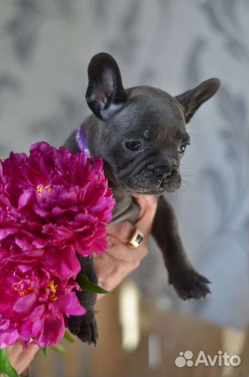 Французский бульдог щенки