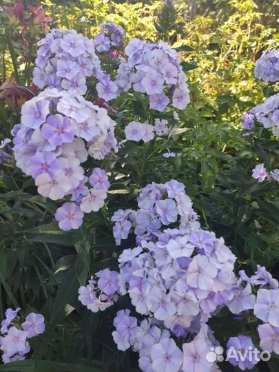 Флоксы сортовые, в горшке