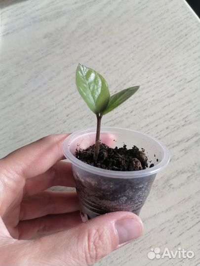 Замиокулькас