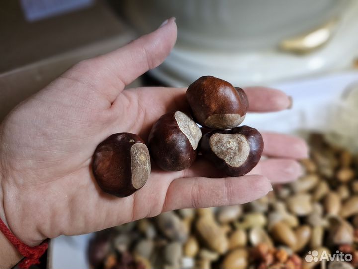 Сухоцветы для творчества