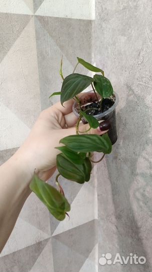 Кротон сингониум филодендрон аглаонема