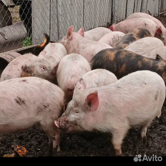 Поросята