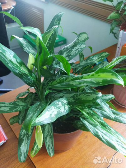 Аглаонема грин леди