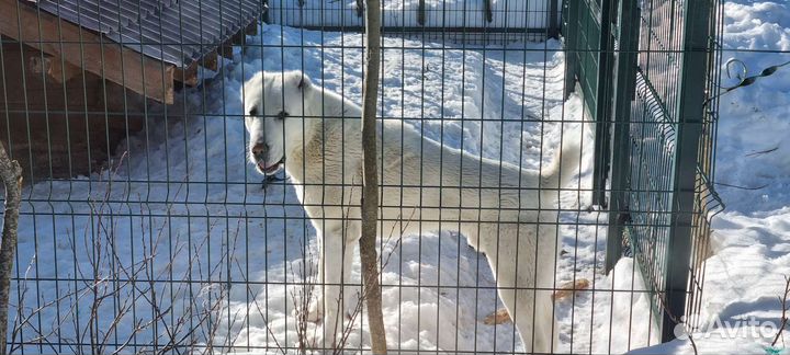 Собака алабай