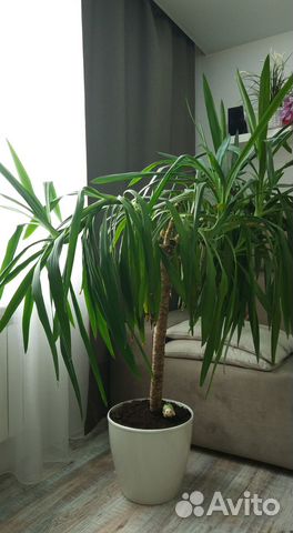 Пальма юкка