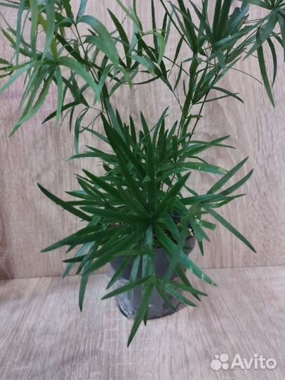 Аспарагус серповидный