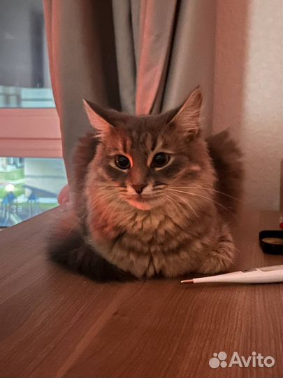 Кошка