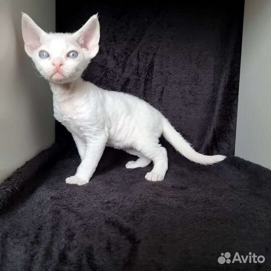 Котята девон-рекс