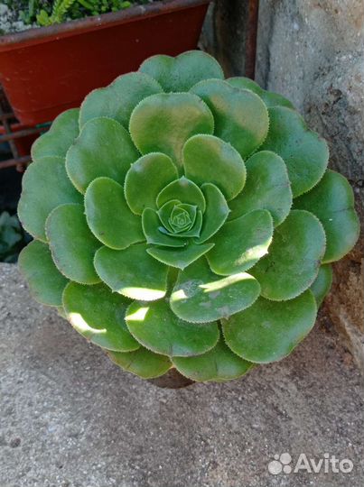 Эониум разные виды