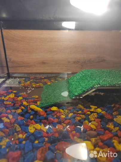 Тритоны игольчатые