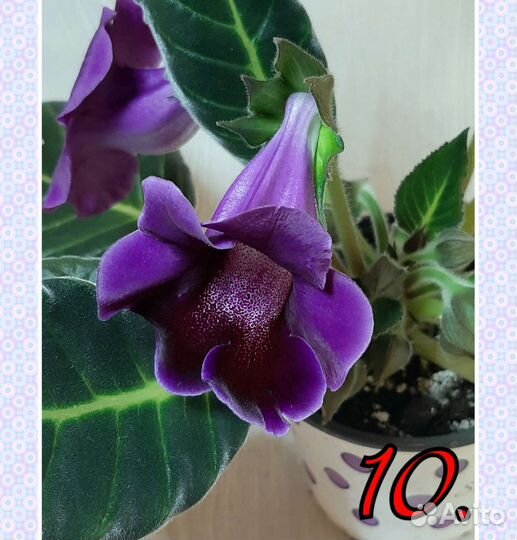 Семена глоксиний