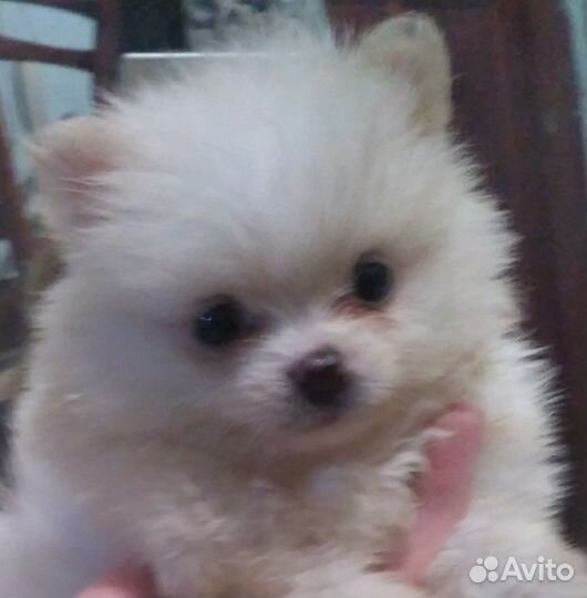 Щенки шпица мини и супер мини