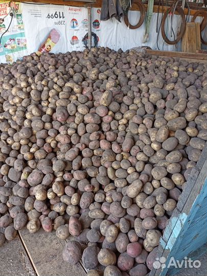 Продам картофель