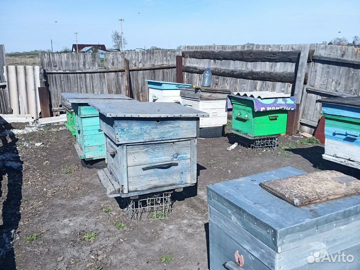 Зимовалые пчелы