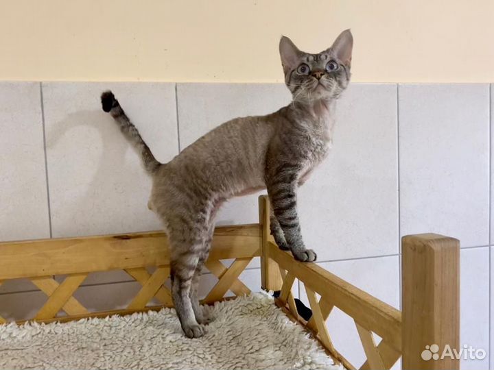 Девон-рекс котик Гальяно