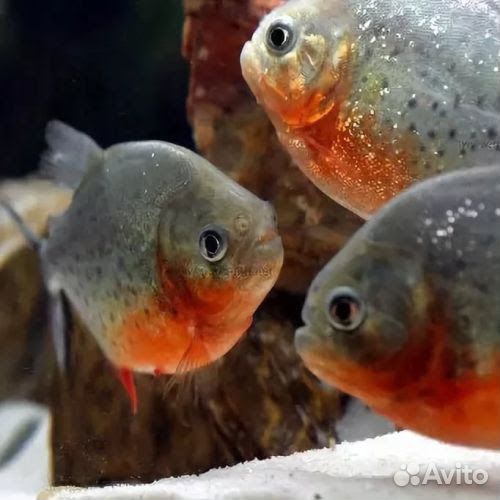 Паку красный (пиранья)