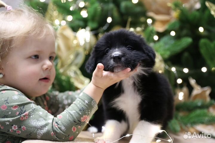 Бордер колли Мальчик