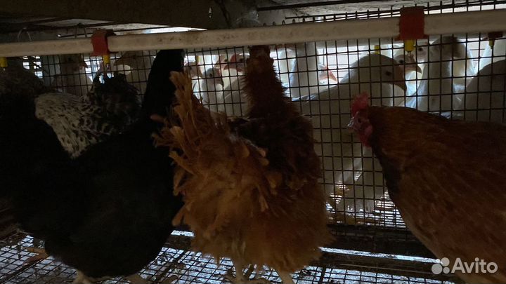 Цесарки,Куры,Петухи,Подсадные Кряквы