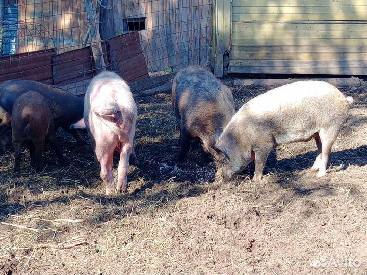 Поросята мангалица + русская белая