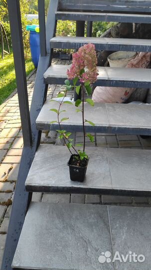 Гортензия Самарская Лидия