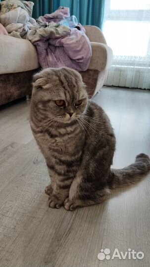 Отдам бесплатно