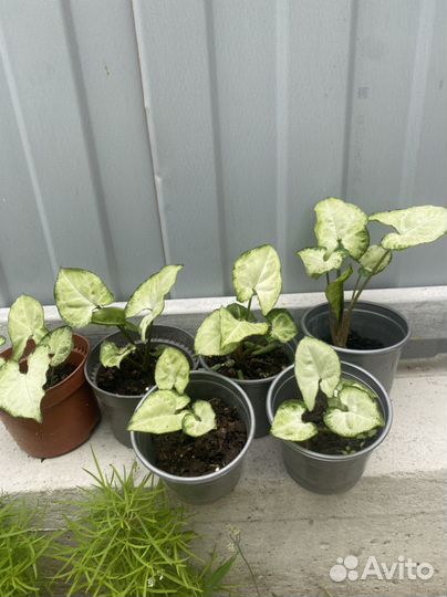 Сигнониум, цветы комнатные растения