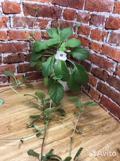 Альсобия Сигнет