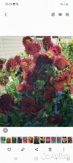 Георгины клубни