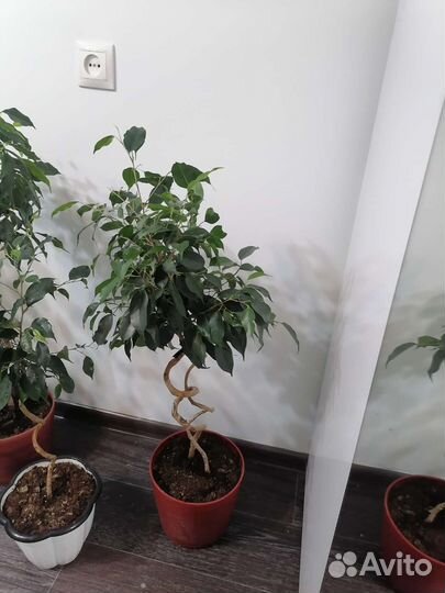 Фикус бенджамина плетеный