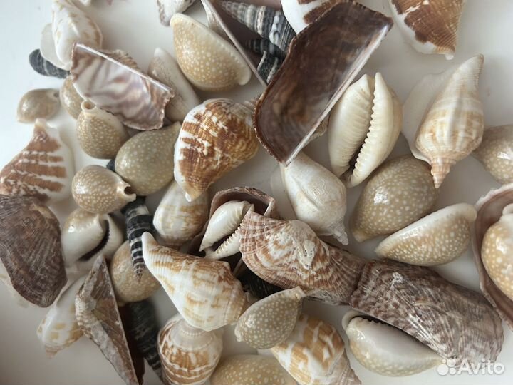 Морские ракушки большой пакет 2,85 кг