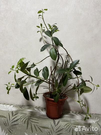 Фикус каучуконосный