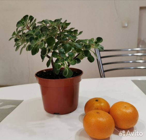 Аихризон дерево любви