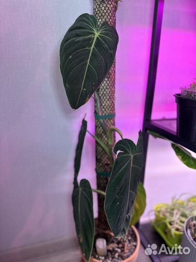 Филодендроны