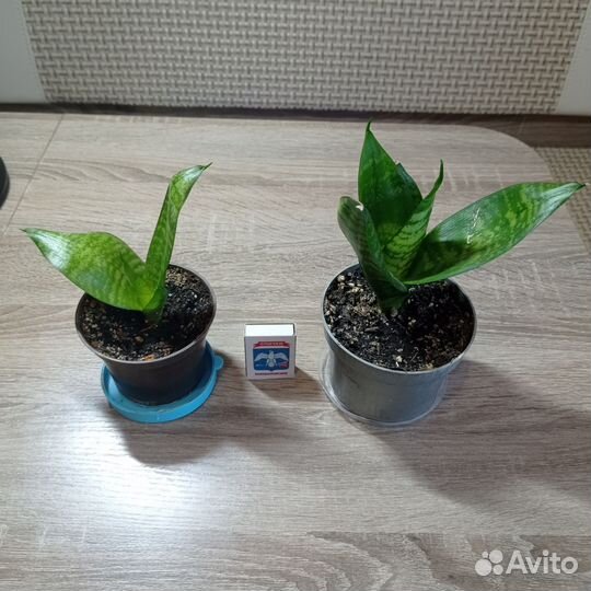 Сансевиерия ханни