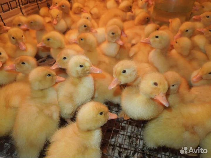 Цыплята и Утята