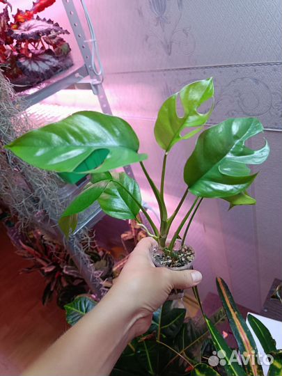 Ароидные 1 Обновлено 30.09