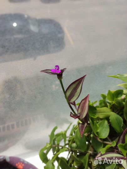 Традесканции разные обмен