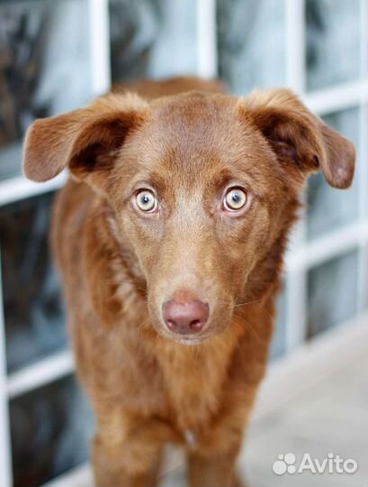 Небольшая собачка ищет дом