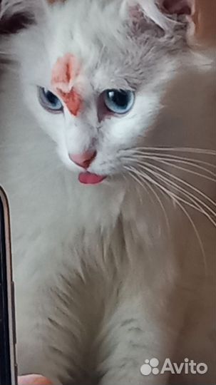 Кошки в добрые руки