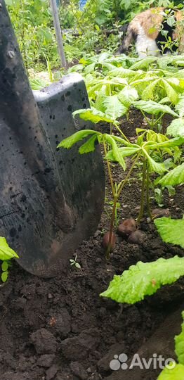 Саженцы каштанов