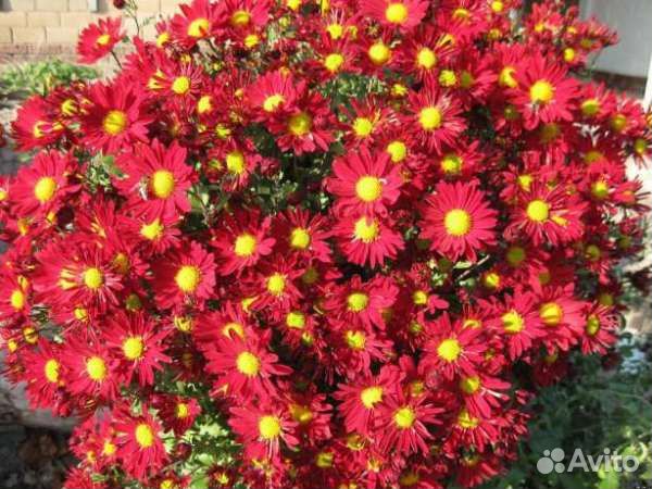 Хризантемы