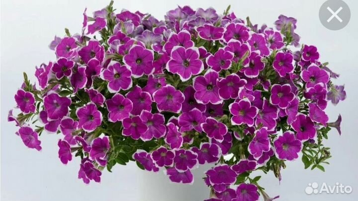Вегетативная петуния