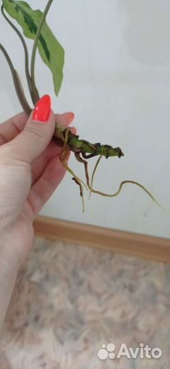 Сингониум 3 короля